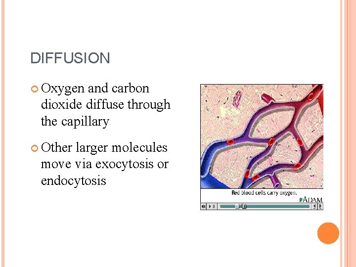 DIFFUSION Oxygen and carbon dioxide diffuse through the capillary Other larger molecules move via