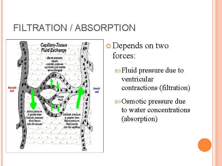 FILTRATION / ABSORPTION Depends on two forces: Fluid pressure due to ventricular contractions (filtration)