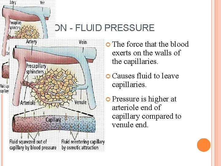 FILTRATION - FLUID PRESSURE The force that the blood exerts on the walls of