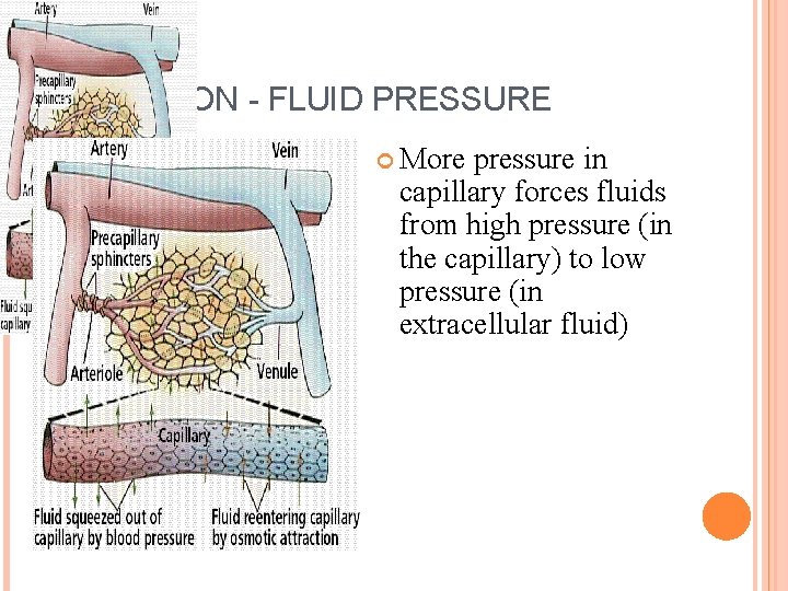 FILTRATION - FLUID PRESSURE More pressure in capillary forces fluids from high pressure (in