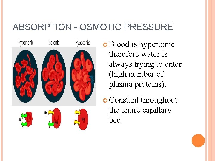 ABSORPTION - OSMOTIC PRESSURE Blood is hypertonic therefore water is always trying to enter