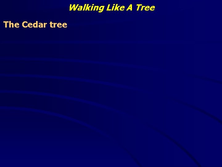 Walking Like A Tree The Cedar tree 