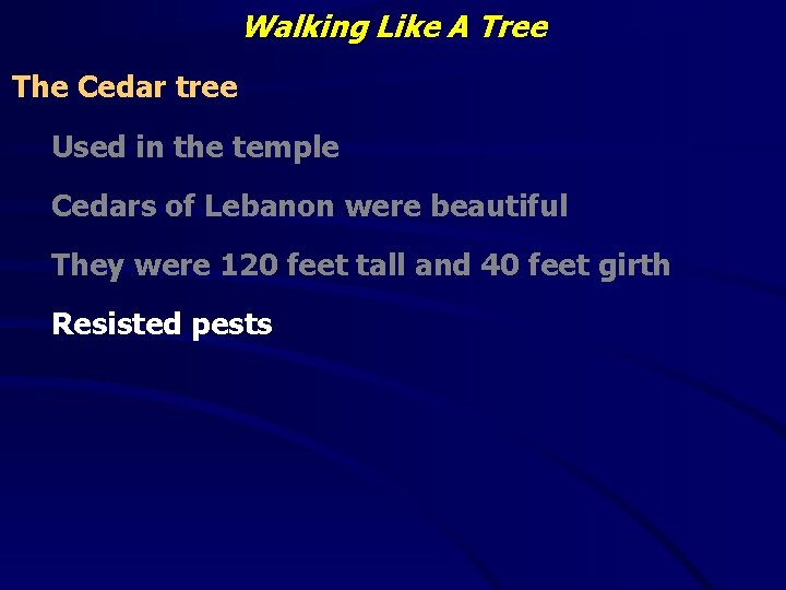 Walking Like A Tree The Cedar tree Used in the temple Cedars of Lebanon