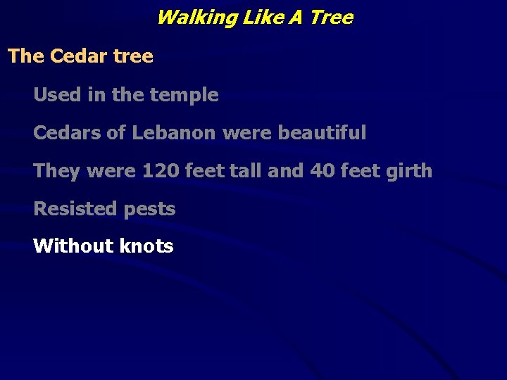 Walking Like A Tree The Cedar tree Used in the temple Cedars of Lebanon
