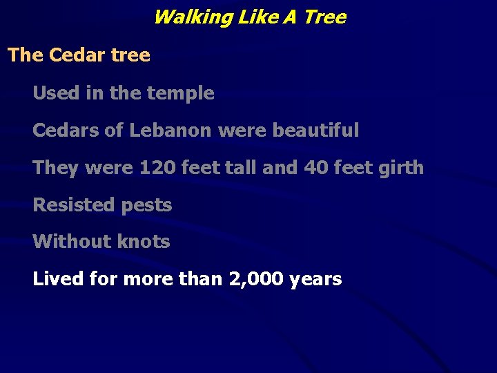 Walking Like A Tree The Cedar tree Used in the temple Cedars of Lebanon