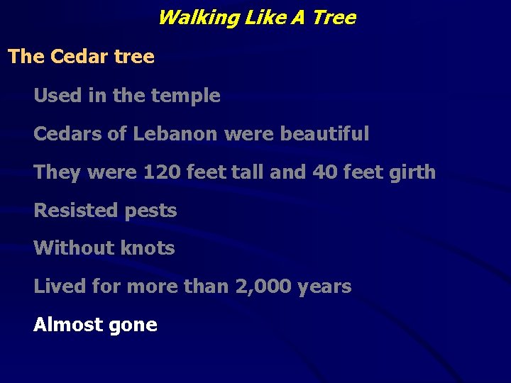 Walking Like A Tree The Cedar tree Used in the temple Cedars of Lebanon