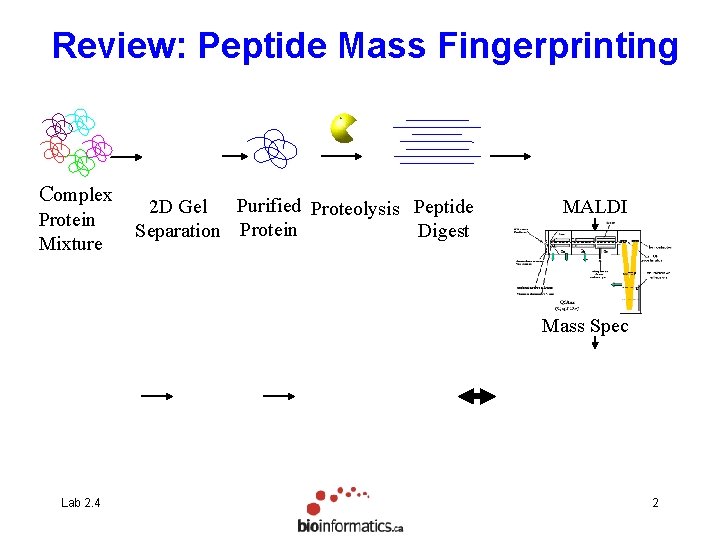 Review: Peptide Mass Fingerprinting Complex Protein Mixture 2 D Gel Purified Proteolysis Peptide Separation