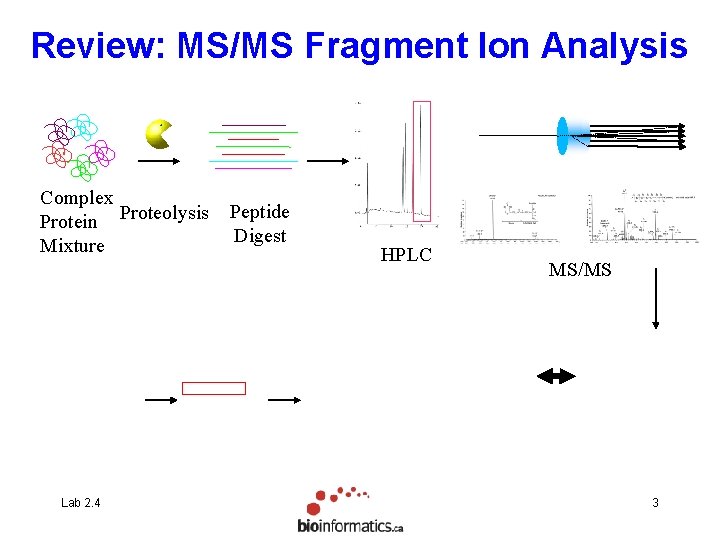 Review: MS/MS Fragment Ion Analysis Complex Protein Proteolysis Mixture Lab 2. 4 Peptide Digest