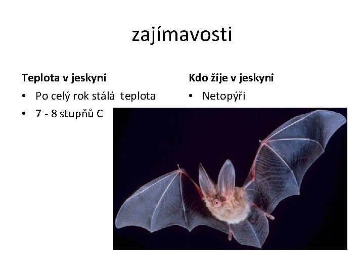 zajímavosti Teplota v jeskyni Kdo žije v jeskyni • Po celý rok stálá teplota