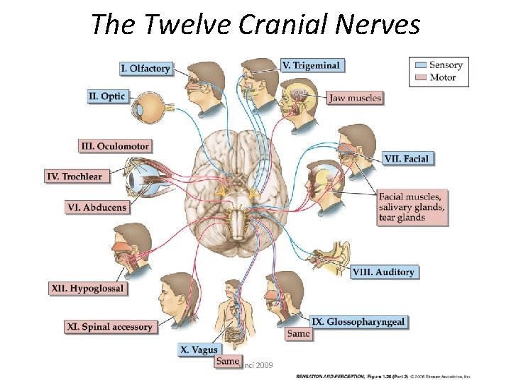 The Twelve Cranial Nerves Vinci 2009 