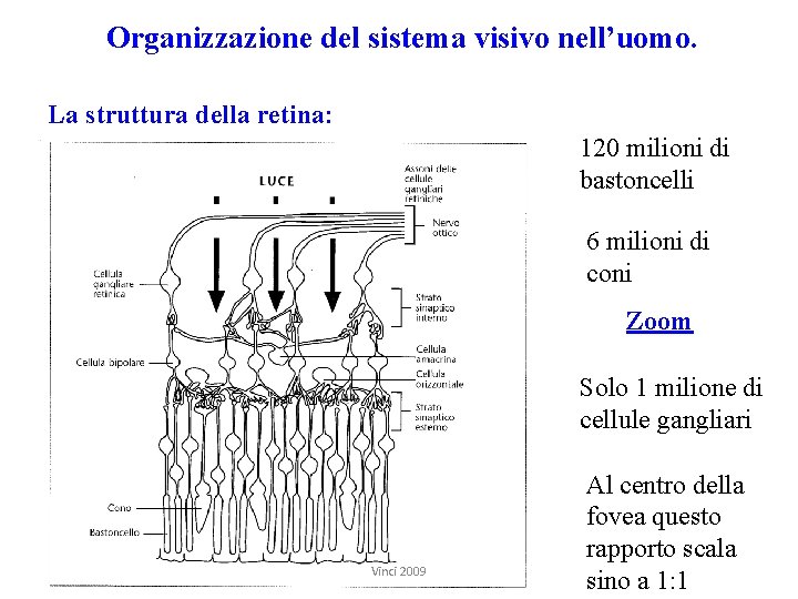 Organizzazione del sistema visivo nell’uomo. La struttura della retina: 120 milioni di bastoncelli 6
