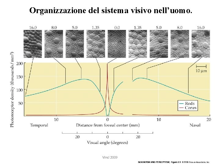 Organizzazione del sistema visivo nell’uomo. L’acuità visiva è massima nella fovea: Vinci 2009 