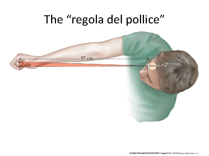 The “regola del pollice” 