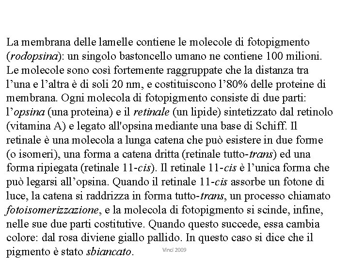 La membrana delle lamelle contiene le molecole di fotopigmento (rodopsina): un singolo bastoncello umano