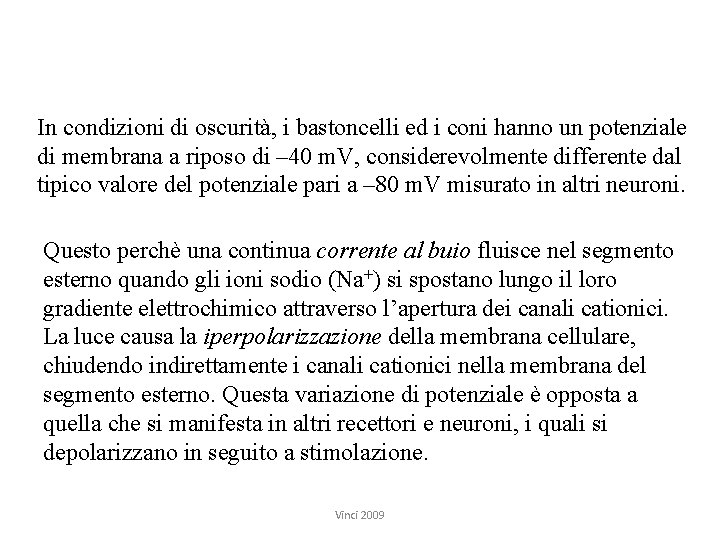 In condizioni di oscurità, i bastoncelli ed i coni hanno un potenziale di membrana