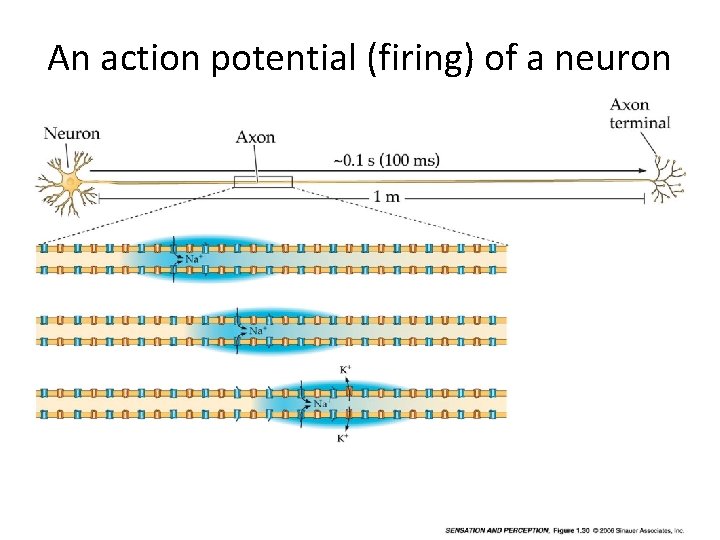 An action potential (firing) of a neuron 