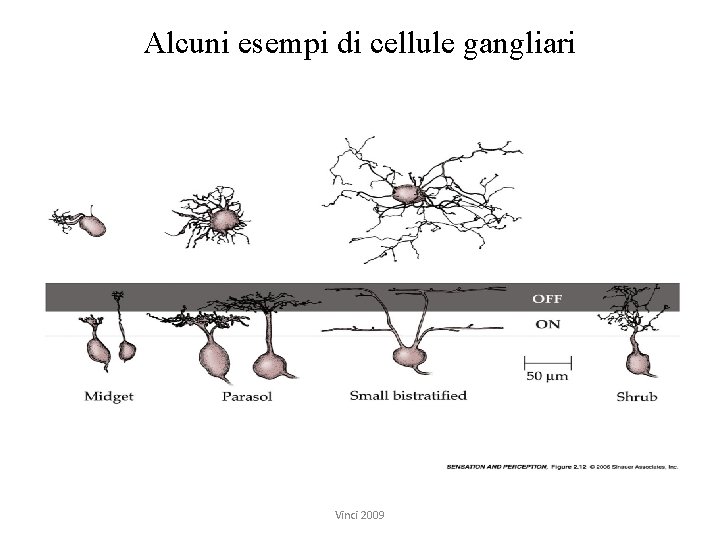 Alcuni esempi di cellule gangliari Vinci 2009 