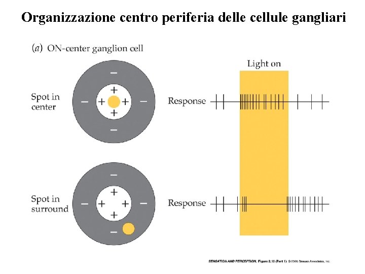 Organizzazione centro periferia delle cellule gangliari Vinci 2009 