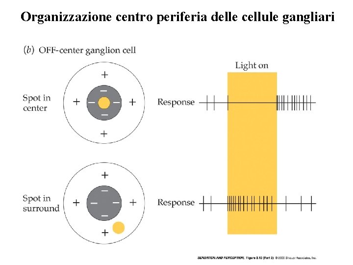 Organizzazione centro periferia delle cellule gangliari Vinci 2009 