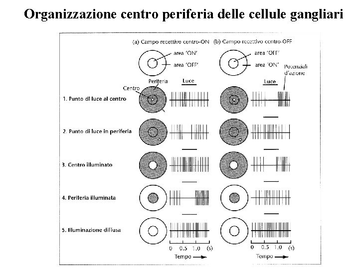 Organizzazione centro periferia delle cellule gangliari Vinci 2009 