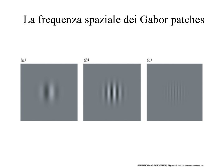 La frequenza spaziale dei Gabor patches Vinci 2009 