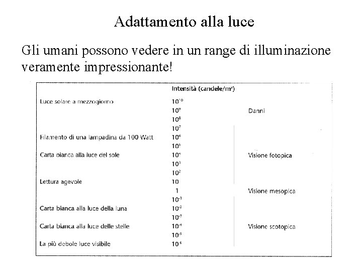 Adattamento alla luce Gli umani possono vedere in un range di illuminazione veramente impressionante!