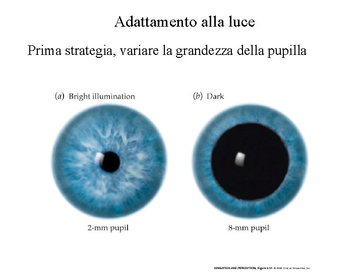 Adattamento alla luce Prima strategia, variare la grandezza della pupilla Vinci 2009 
