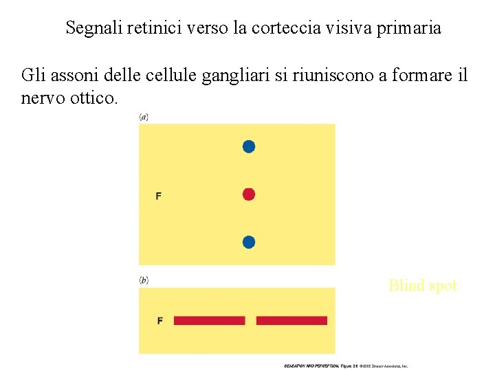 Segnali retinici verso la corteccia visiva primaria Gli assoni delle cellule gangliari si riuniscono