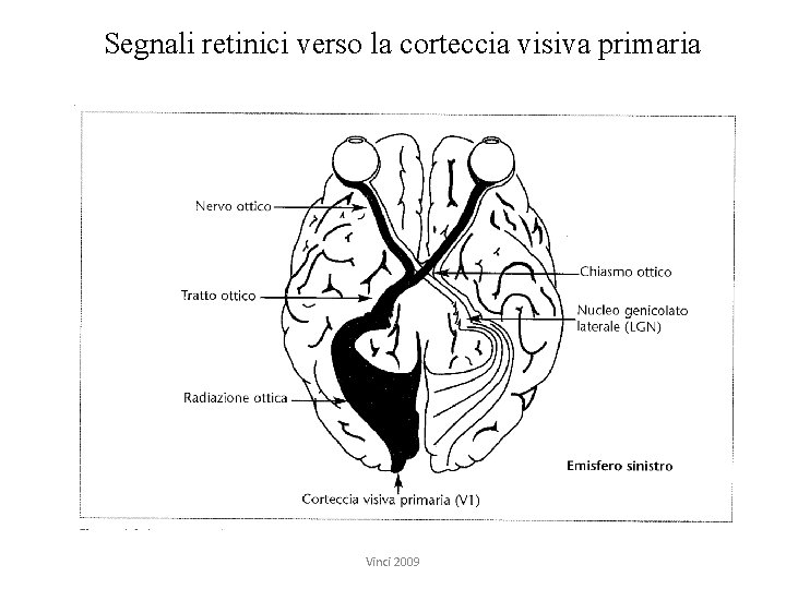 Segnali retinici verso la corteccia visiva primaria Vinci 2009 