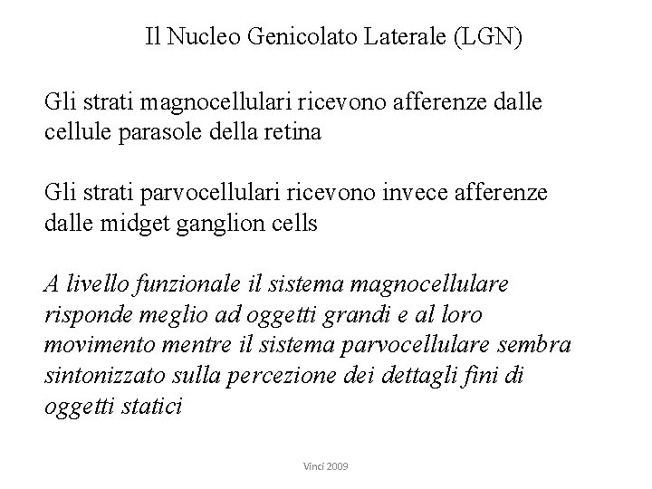 Il Nucleo Genicolato Laterale (LGN) Gli strati magnocellulari ricevono afferenze dalle cellule parasole della