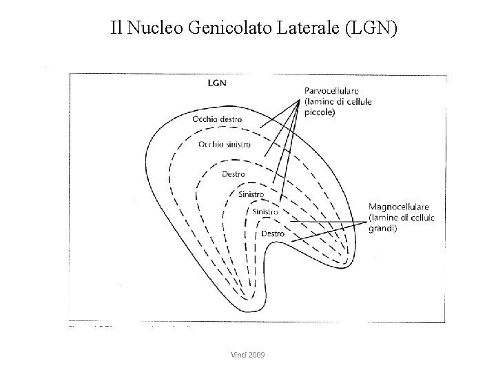 Il Nucleo Genicolato Laterale (LGN) Vinci 2009 