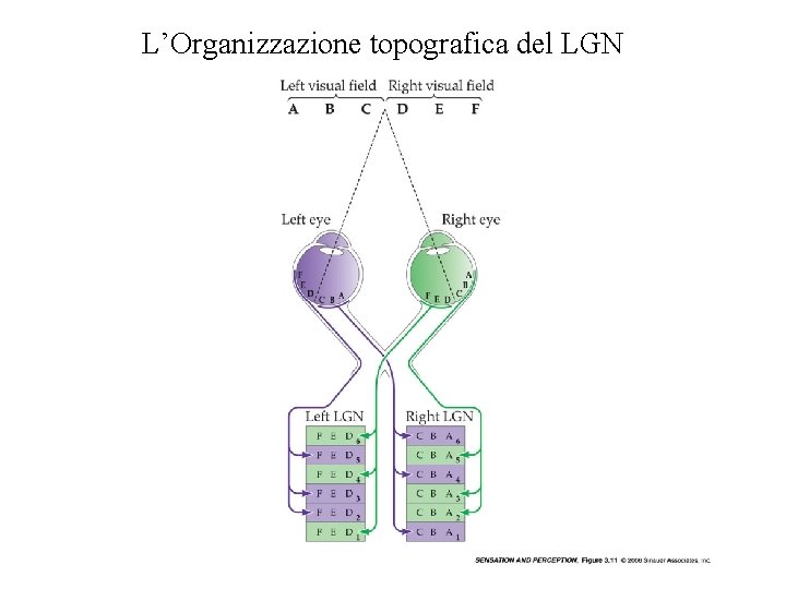 L’Organizzazione topografica del LGN Vinci 2009 