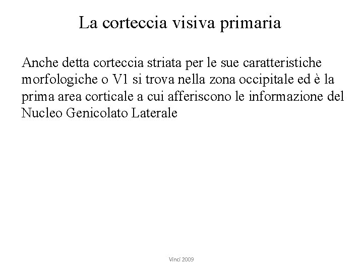 La corteccia visiva primaria Anche detta corteccia striata per le sue caratteristiche morfologiche o