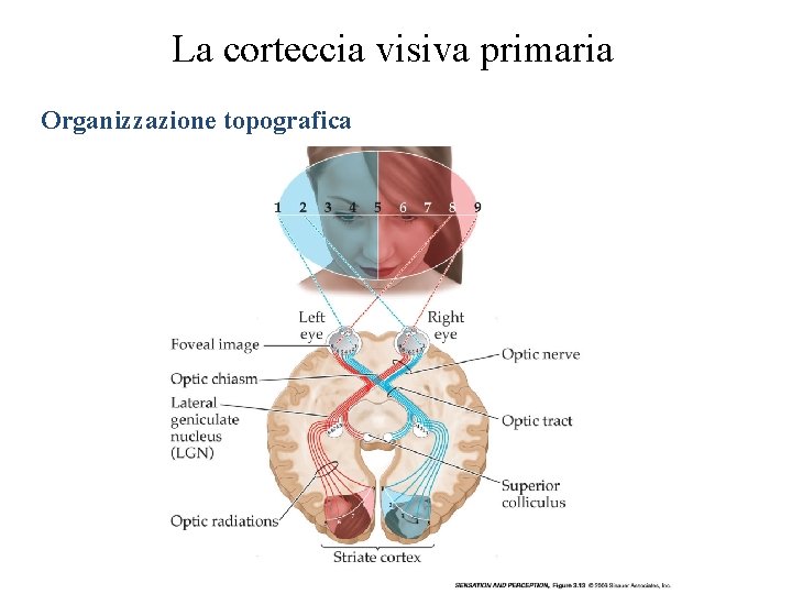 La corteccia visiva primaria Organizzazione topografica Vinci 2009 