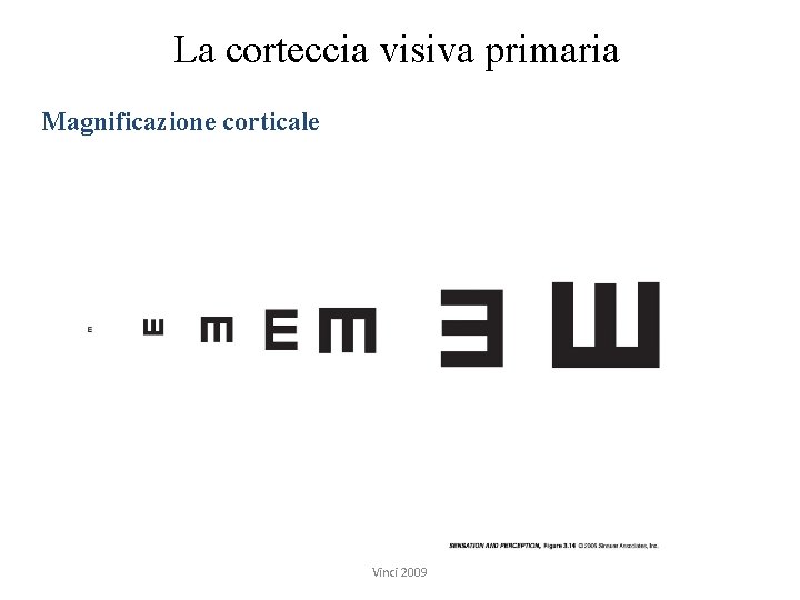 La corteccia visiva primaria Magnificazione corticale Vinci 2009 