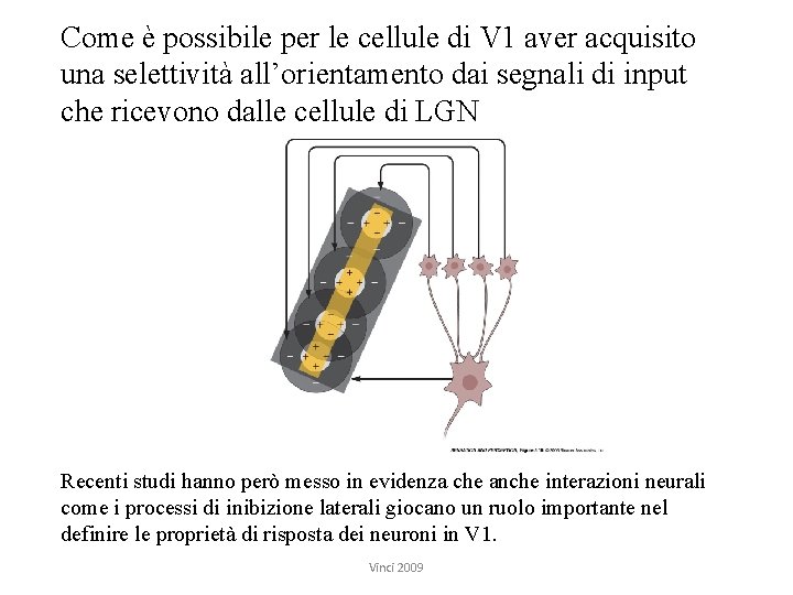 Come è possibile per le cellule di V 1 aver acquisito una selettività all’orientamento