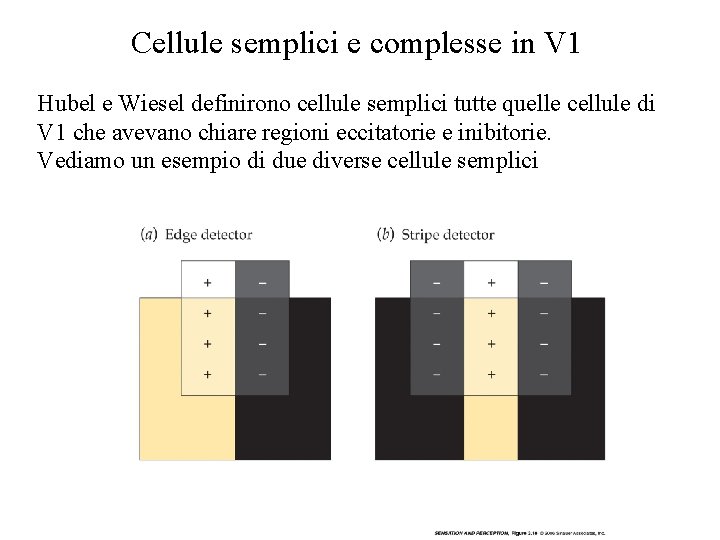 Cellule semplici e complesse in V 1 Hubel e Wiesel definirono cellule semplici tutte