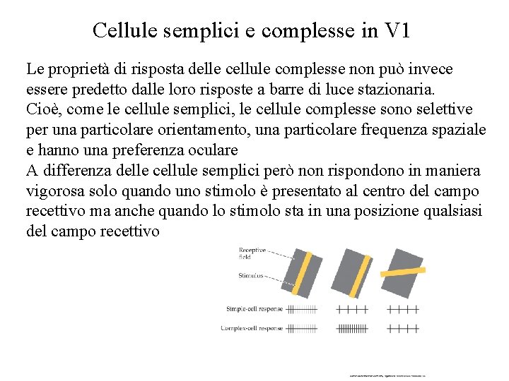 Cellule semplici e complesse in V 1 Le proprietà di risposta delle cellule complesse