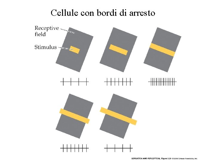 Cellule con bordi di arresto Vinci 2009 