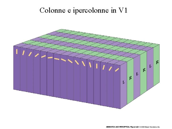 Colonne e ipercolonne in V 1 Vinci 2009 
