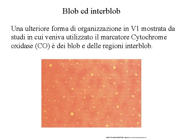 Blob ed interblob Una ulteriore forma di organizzazione in V 1 mostrata da studi