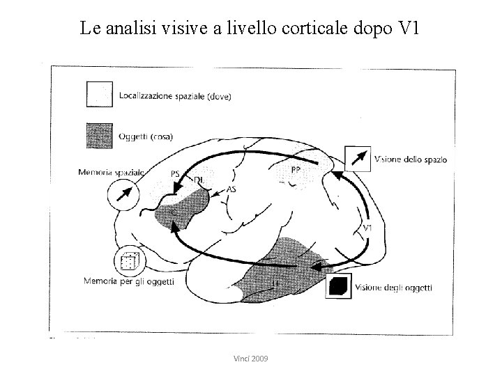 Le analisi visive a livello corticale dopo V 1 Vinci 2009 