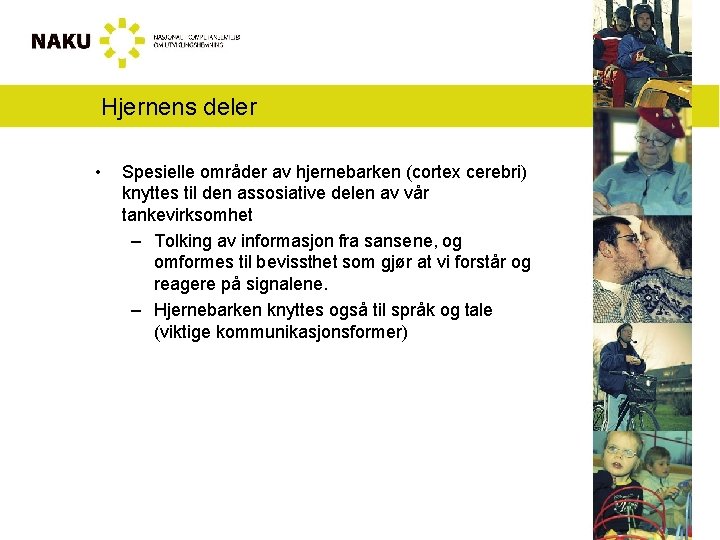 Hjernens deler • Spesielle områder av hjernebarken (cortex cerebri) knyttes til den assosiative delen