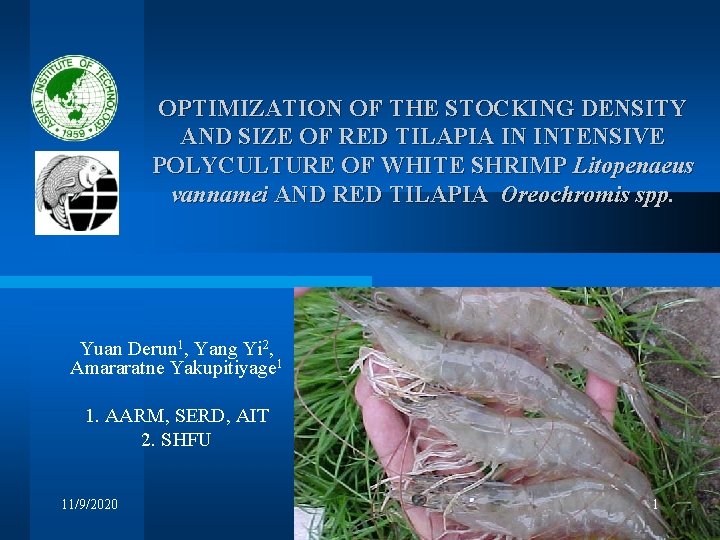 OPTIMIZATION OF THE STOCKING DENSITY AND SIZE OF RED TILAPIA IN INTENSIVE POLYCULTURE OF OPTIMIZATION OF THE STOCKING DENSITY AND SIZE OF RED TILAPIA IN INTENSIVE POLYCULTURE OF