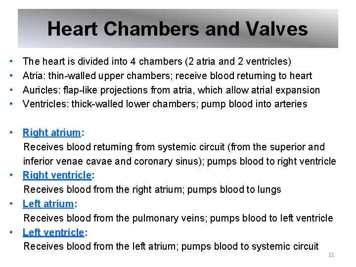 Heart Chambers and Valves • • The heart is divided into 4 chambers (2