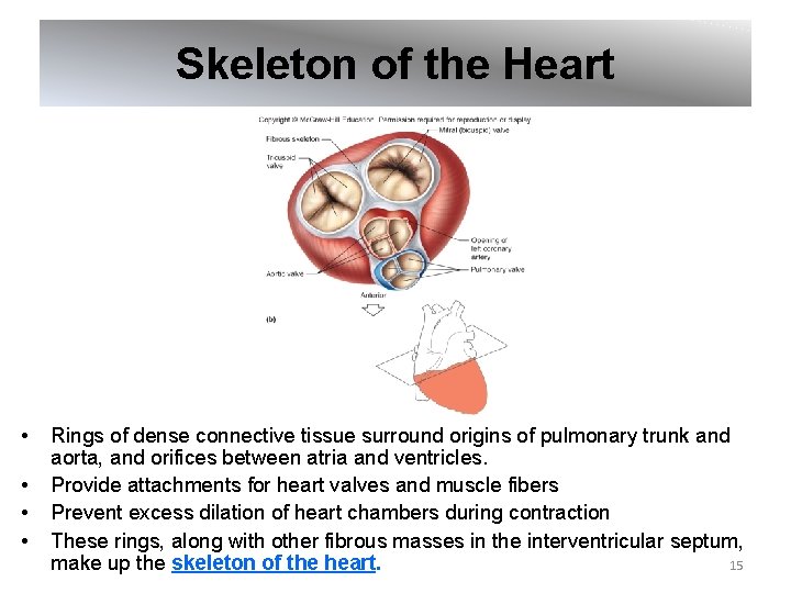 Skeleton of the Heart • • Rings of dense connective tissue surround origins of