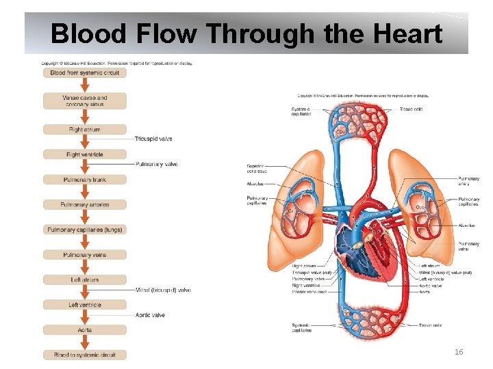 Blood Flow Through the Heart 16 