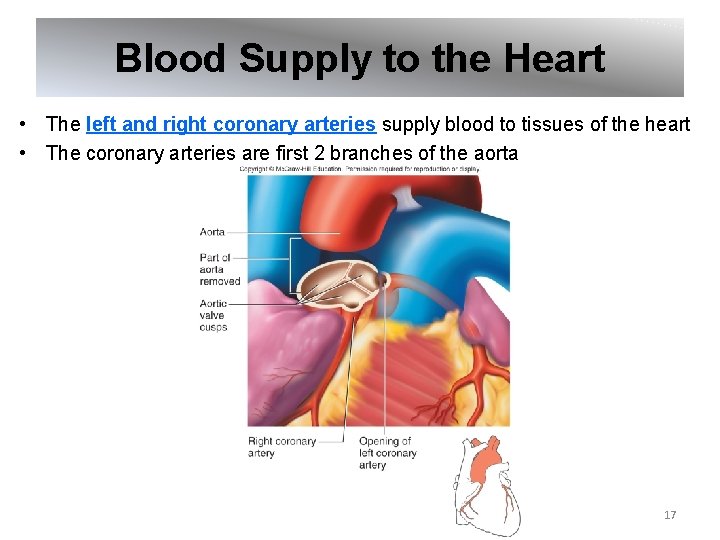 Blood Supply to the Heart • The left and right coronary arteries supply blood