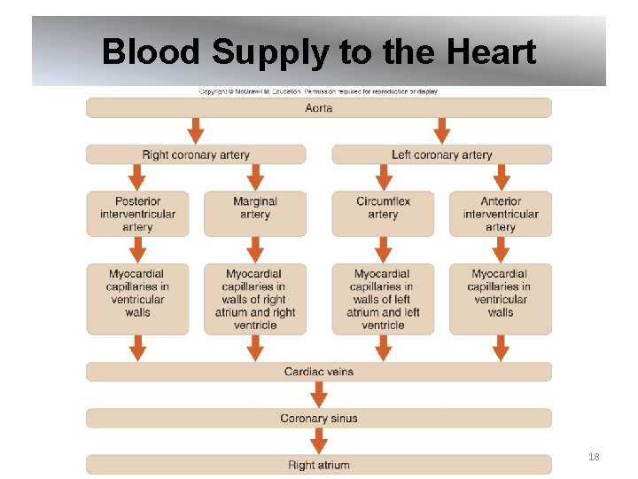 Blood Supply to the Heart 18 