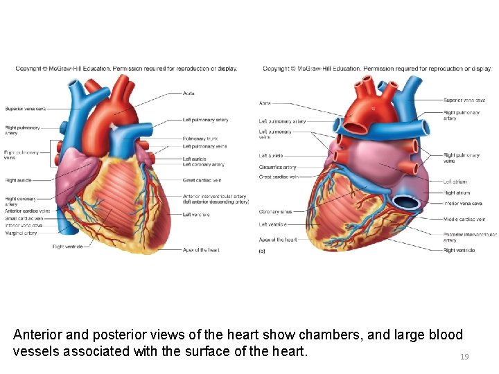 Anterior and posterior views of the heart show chambers, and large blood vessels associated